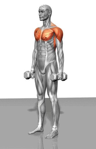 哑铃健身3D肌肉锻炼动作动态示意图大全