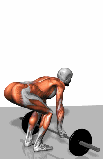 杠铃健身3D肌肉锻炼动作动态示意图大全