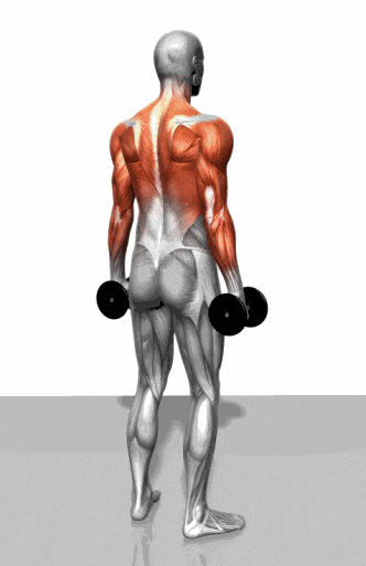 哑铃健身3D肌肉锻炼动作动态示意图大全